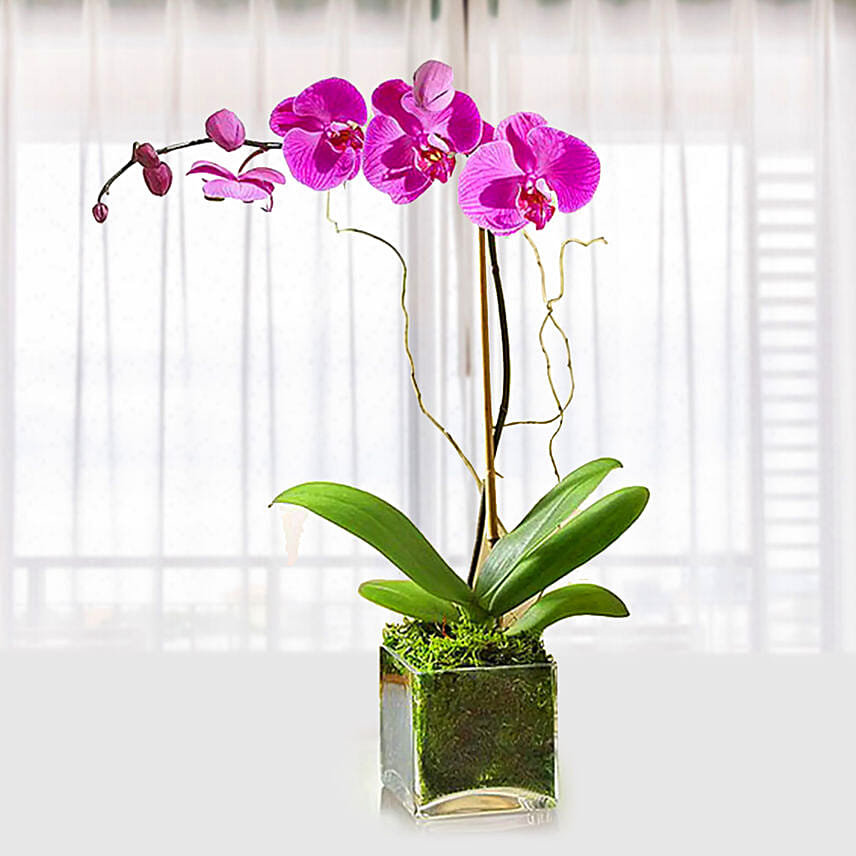 Purple Orchid Plant In Glass Vase: Send Indoor Plants To Qatar