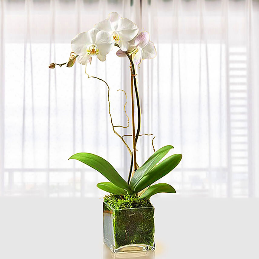 Beautiful White Orchid Plant In Glass Vase: Send Anniversary Gifts To Qatar