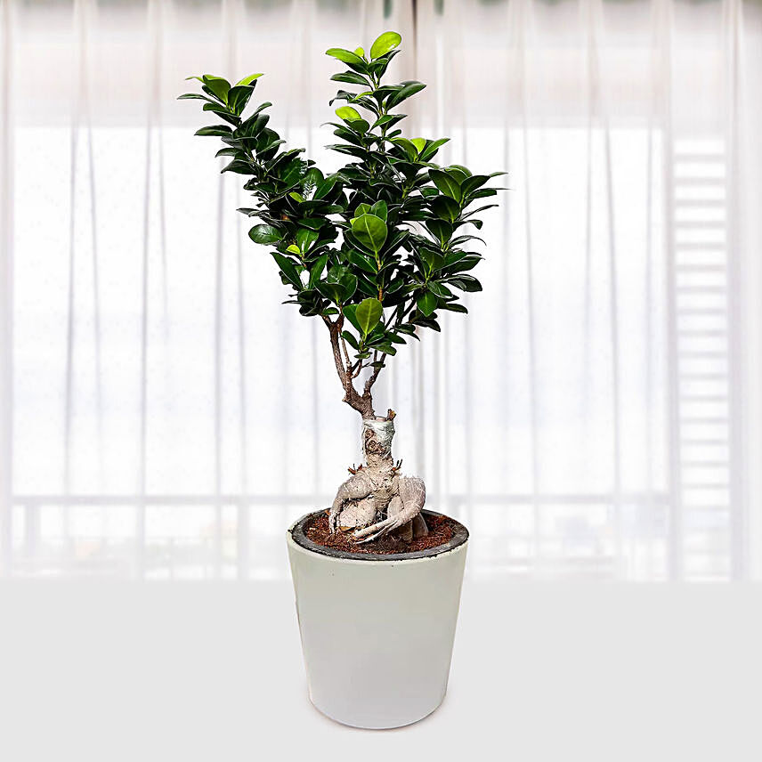Ficus Bonsai Plant In a Ceramic Pot: 