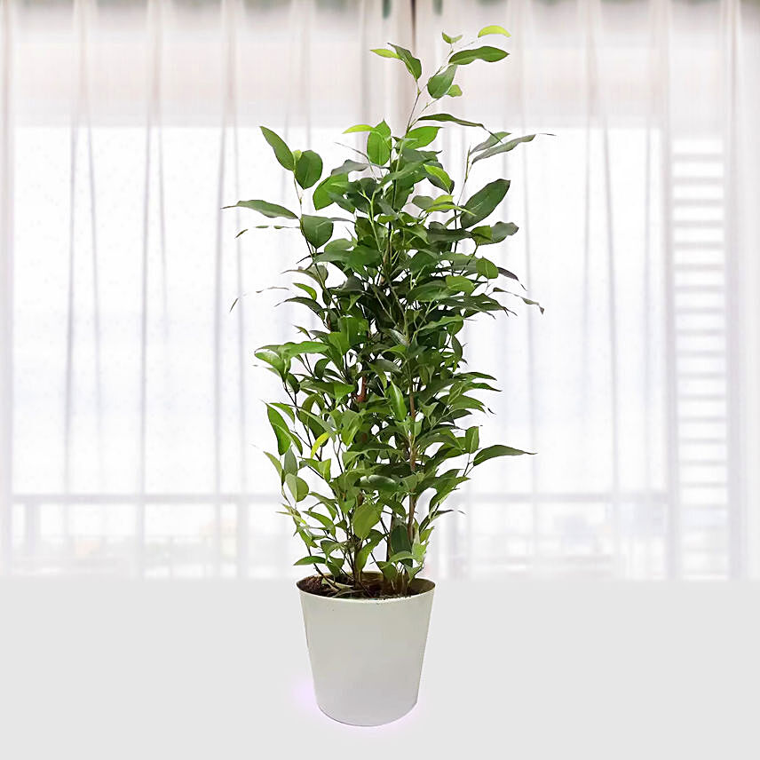 Ficus Plant In White Pot: 