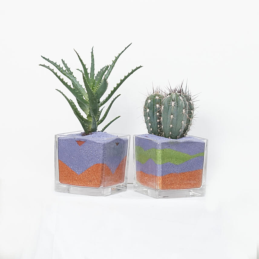 Aloe Arborescens & Cactus Plant Glass Jar Combo: Plants Delivery in Qatar