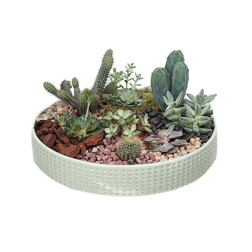 Cactus & Echevieria Plant Big Green Tray: 