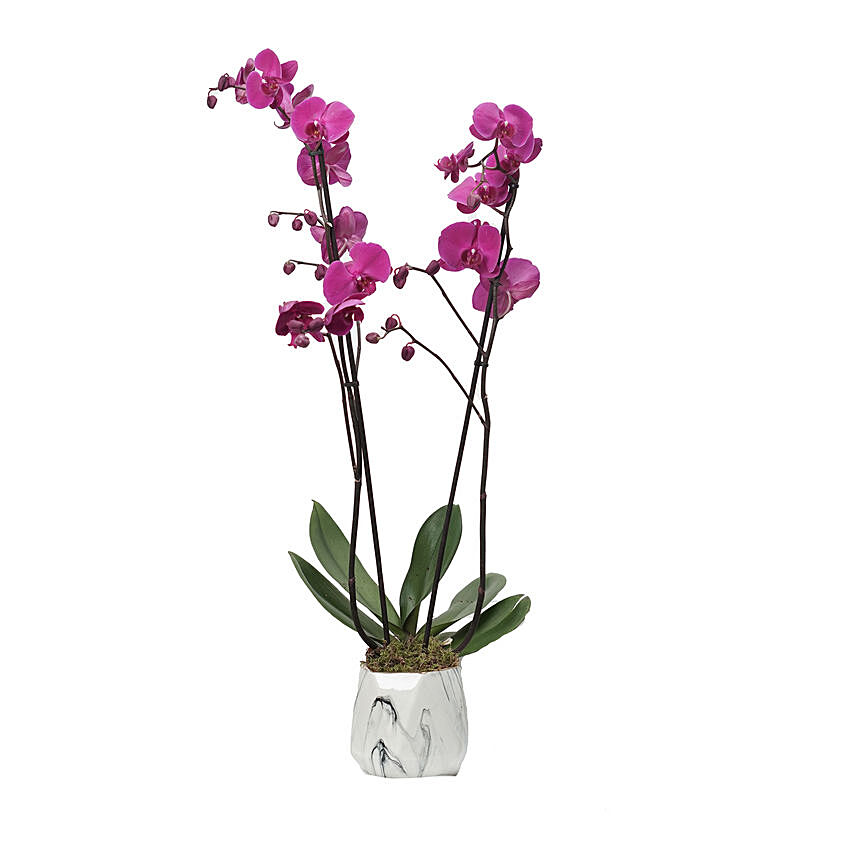 Purple Phalaenopsis Plant Grey Pot: 