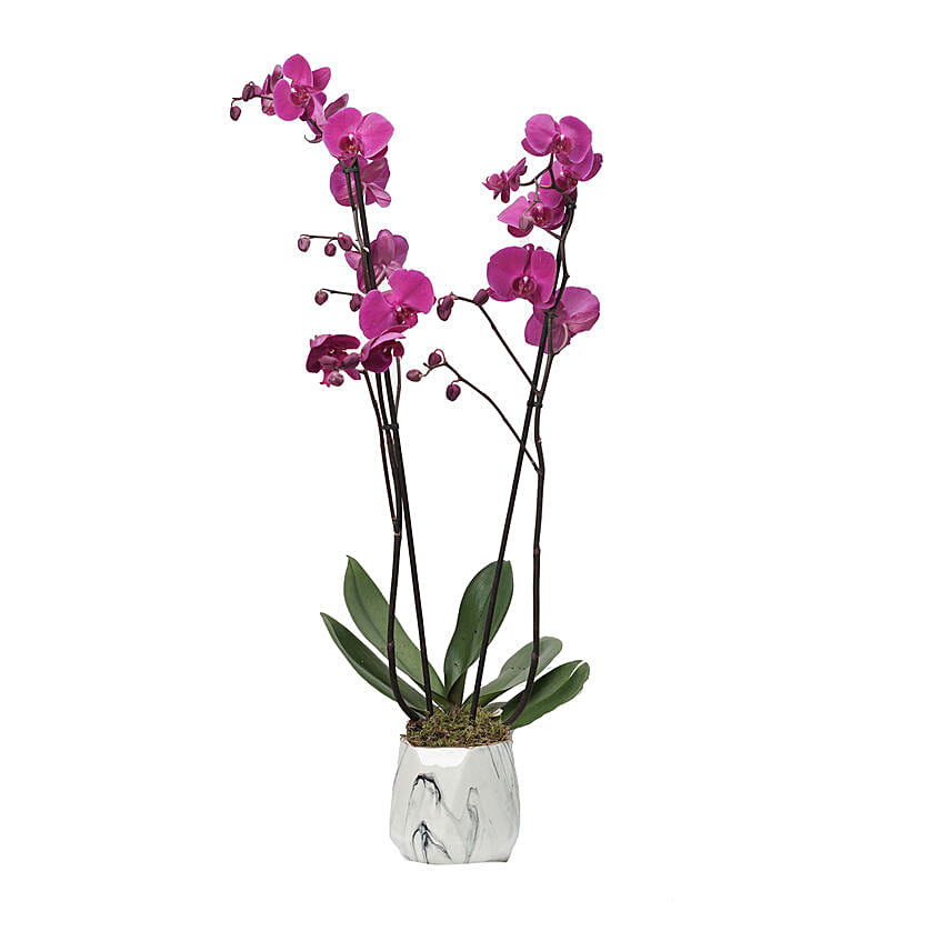 Purple Phalaenopsis Plant Grey Pot: Plants Delivery in Qatar