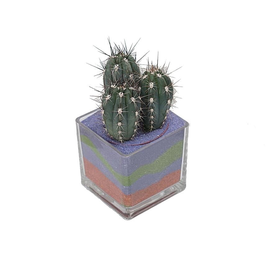 Cactus Plant Square Shaped Glass Jar: Plants Delivery in Qatar