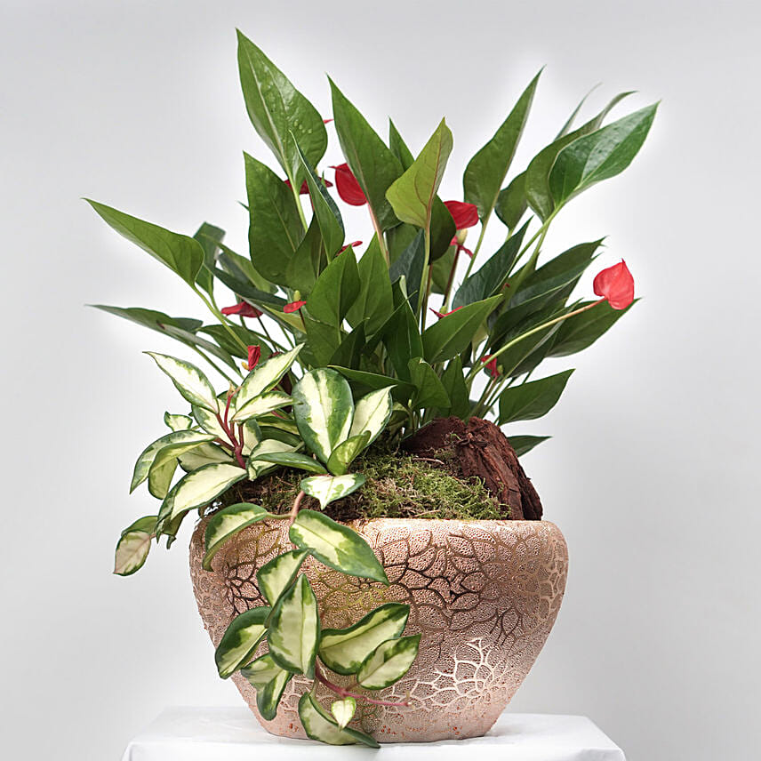 Anthurium & Hoya Carnosa Plant In Golden Pot: 