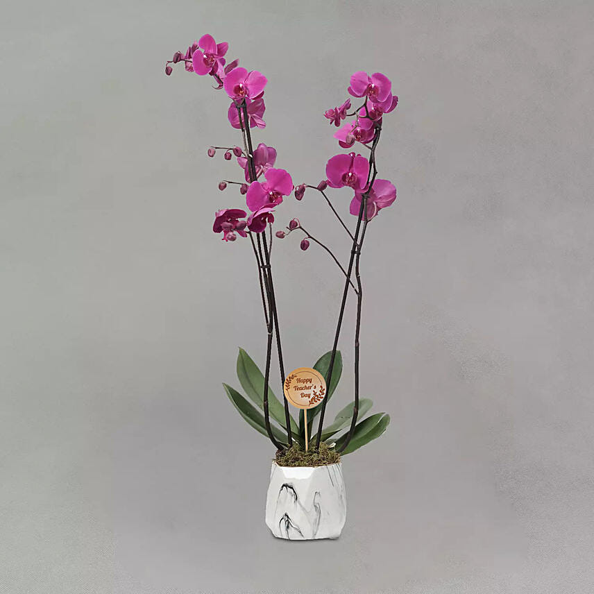 Happy Teachers Day Purple Phalaenopsis Plant Grey Pot: Plants Delivery in Qatar