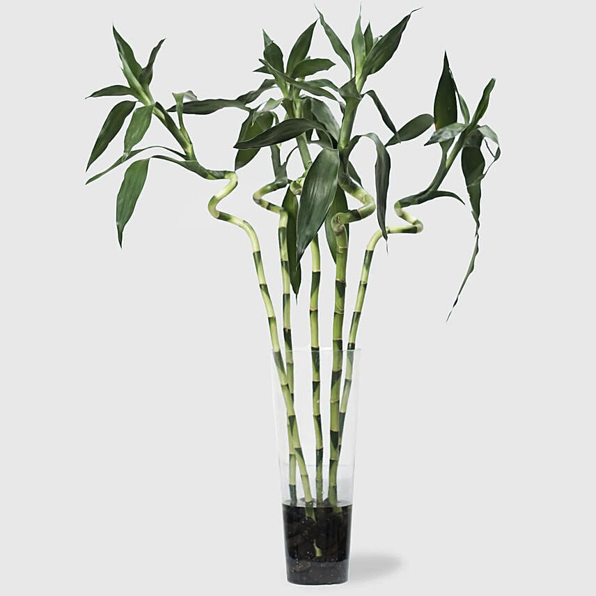 Bamboo Sticks Glass Vase: Plants Delivery in Qatar