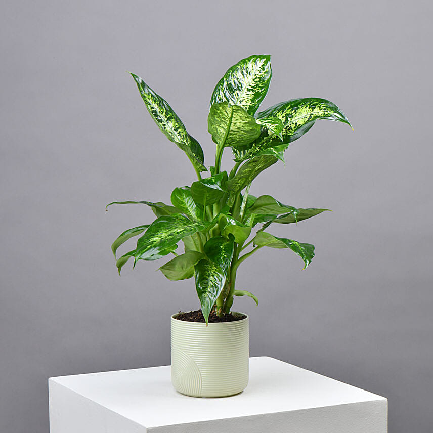 Dieffenbachia Compacta Plant: 