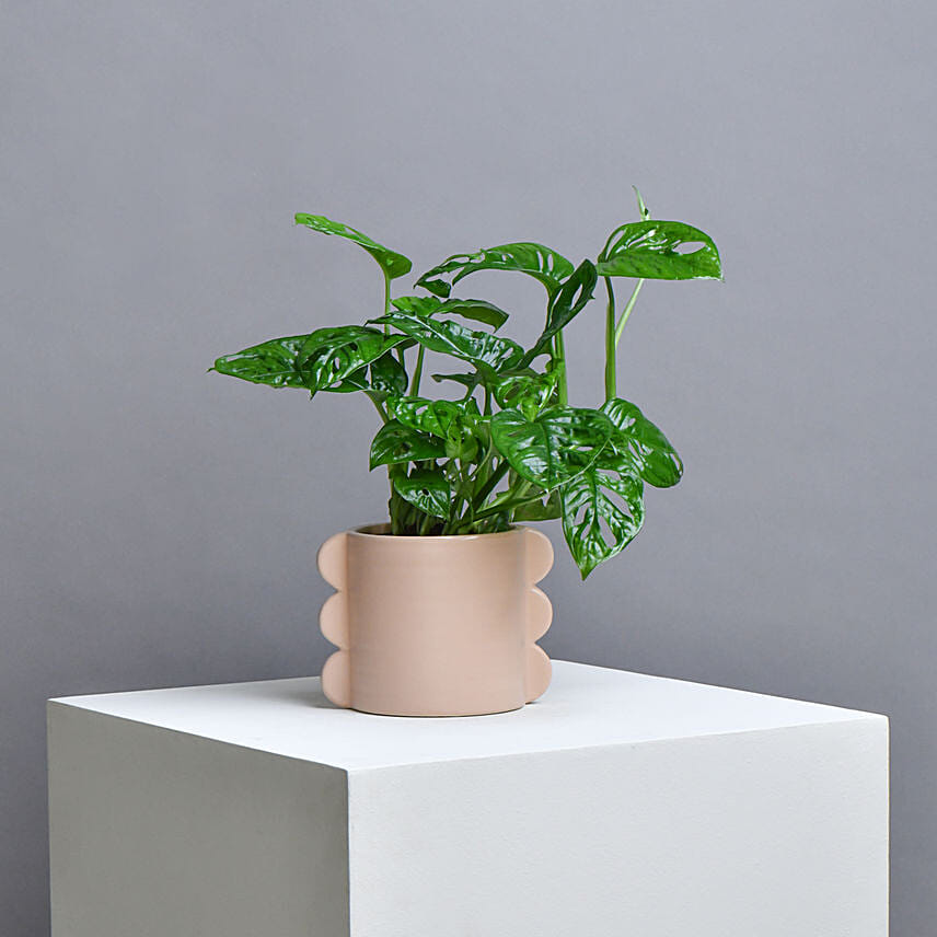 Monestra Oblique Moss Stick Plant: Send Indoor Plants To Qatar