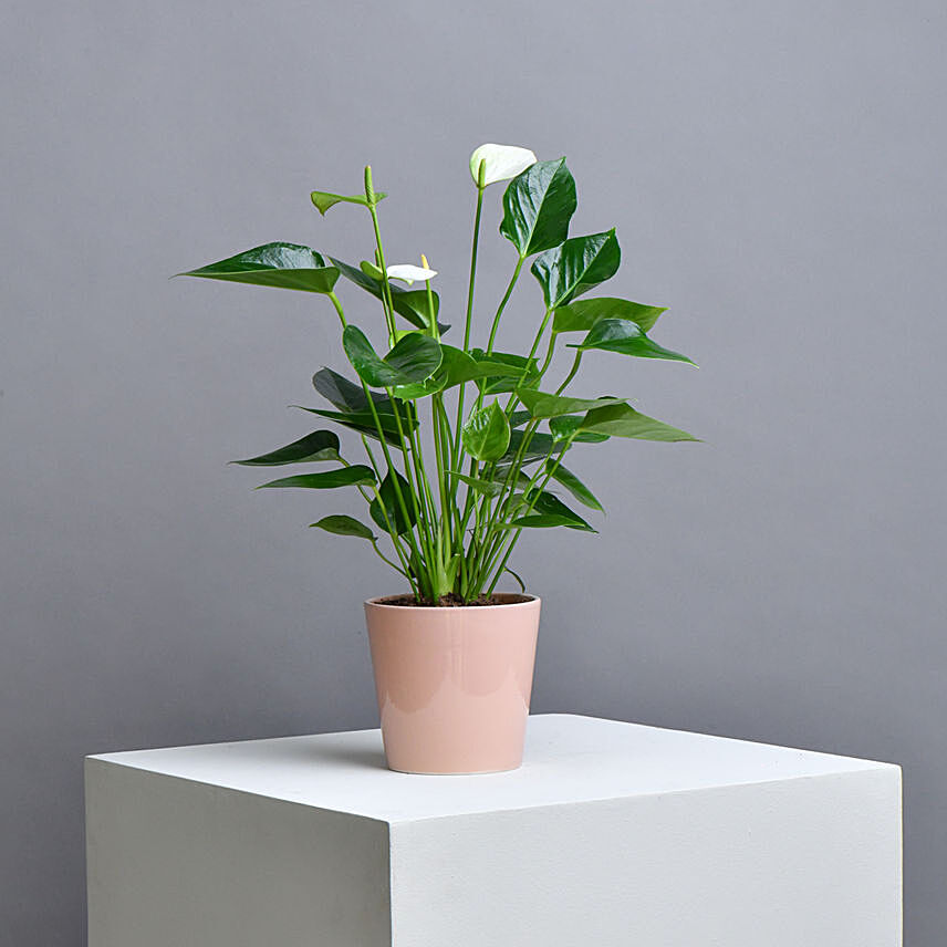 White Anthurium Plant: Plants Delivery in Qatar