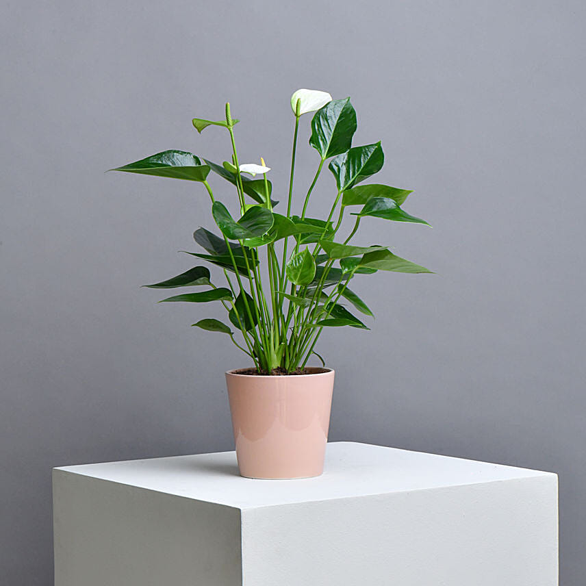 White Anthurium Plant: توصيل نباتات داخلية إلى قطر