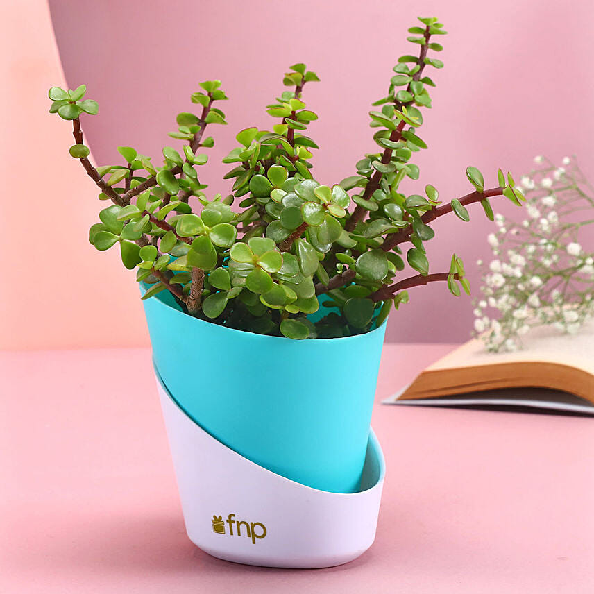 Turquoise Prosperous Jade Plant: Plants Delivery in Qatar