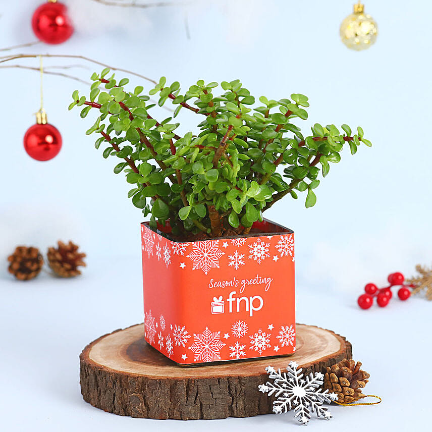 Jade Plant Seasons Greeting Vase: 