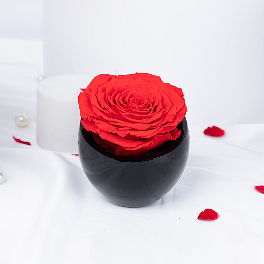 Forever Red in Midnight: 