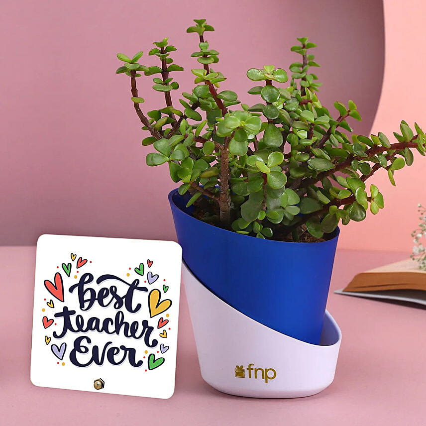 Jade Plant with Table Top: 