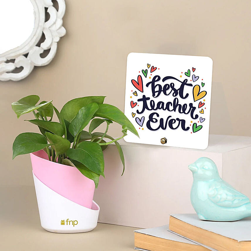 Money Plant with Table Top: Outdoor Plants To Qatar