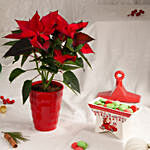Christmas Red Poinsettia Plant