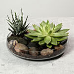 Green Echeveria and Haworthia with Natural Stones and glass pot