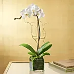 White Orchid Plant In Glass Vase