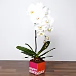 White Phalaenopsis Plant In Glass Vase