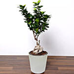 Ficus Bonsai Plant In Ceramic Pot