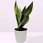 Sansevieria Plant In Ceramic Pot