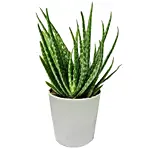 Aloe Vera Plant in a Pot