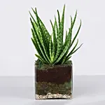Aloe Vera Plant in Square Vase