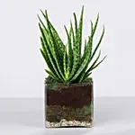 Aloe Vera Plant in Square Vase