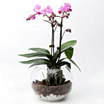 Mini Double Phalaenopsis In Fishbowl