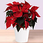 christmas poinsettia in Wooden Vase