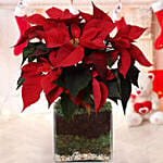 Poinsettia Plant for Christmas