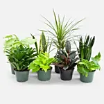 Set Of 8 Beautiful Plants