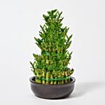 5 Layer Bamboo in Ceramic Pot
