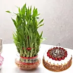 Bamboo with Cake Online