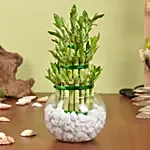 3 Layer Lucky Bamboo in Vase