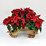 Four Poinsettia Plants