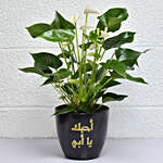 Love you Dad Anthurium Plant