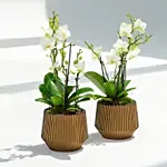 8 Stems Mini Holland White Ochid in Premium Pot