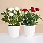 Red and White Rose Plant