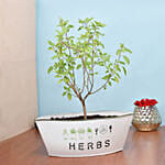 Tulsi Plant in Metal Planter