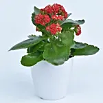 Bright Kalanchoe Plant In Pot