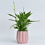 Peace Lily in Premium Planter