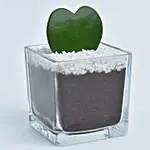 Heart Shape Hoya Kerri Plant