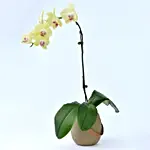 Yellow Orchid in Premium Vase