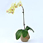 Yellow Orchid in Premium Vase