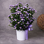 September Birthday Aster Flower Arrangement