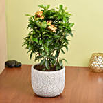 Beautiful Ixora Flower Plant In Ceramic Pot