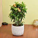 Beautiful Ixora Flower Plant In Ceramic Pot